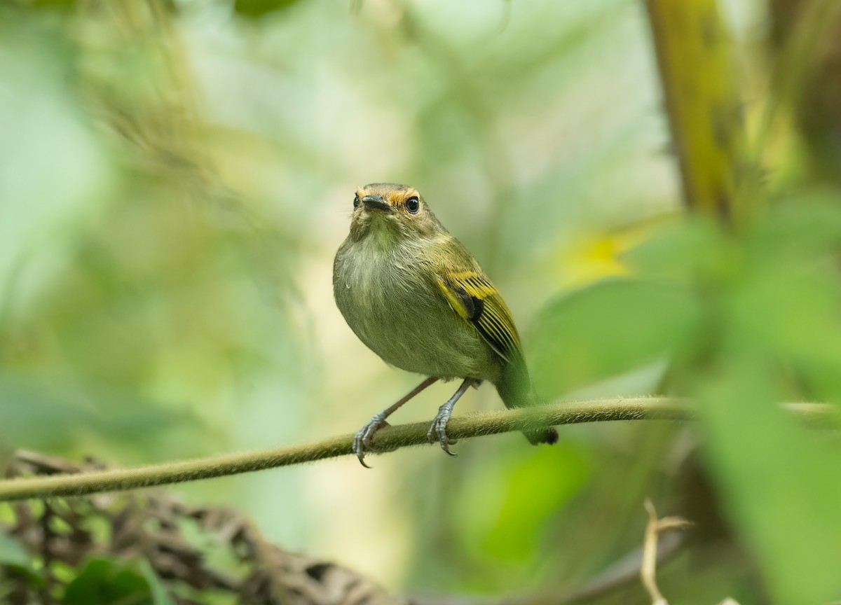 Rusty-fronted Tody-Flycatcher - ML426733851