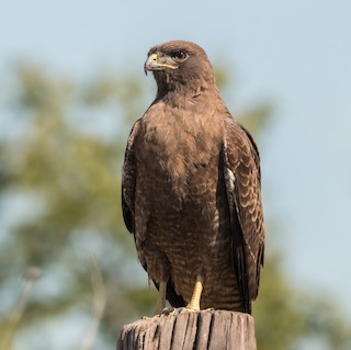 Red-tailed Hawk