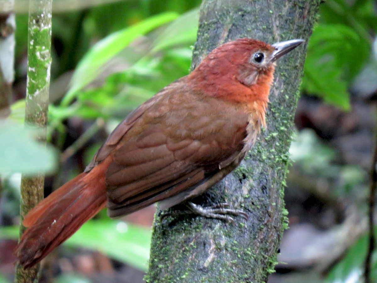 Ruddy Foliage-gleaner - Clibanornis rubiginosus - Birds of the World