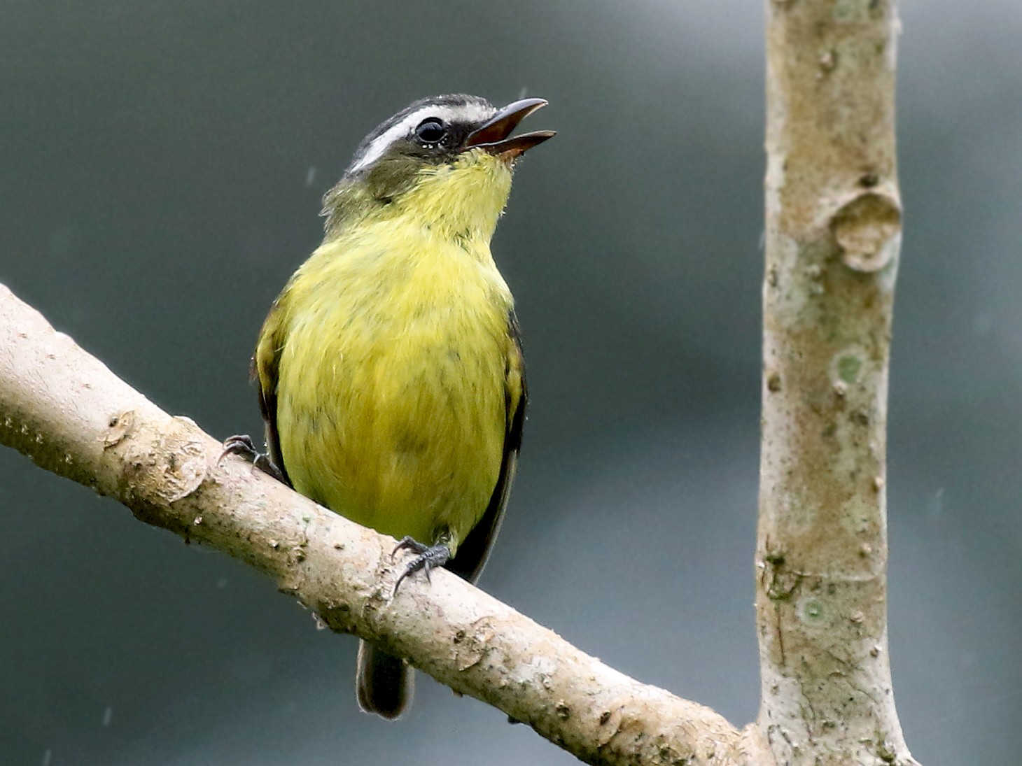 Yellow-bellied Tyrannulet - Andrew Spencer