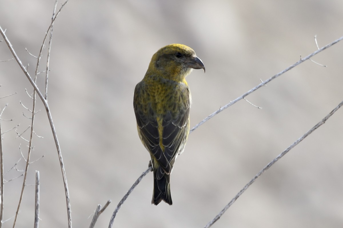 Red Crossbill (Ponderosa Pine or type 2) - Cole Wolf