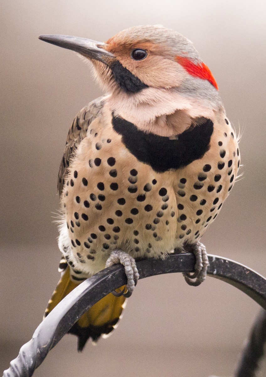Northern Flicker (Yellow-shafted) - Scott Young