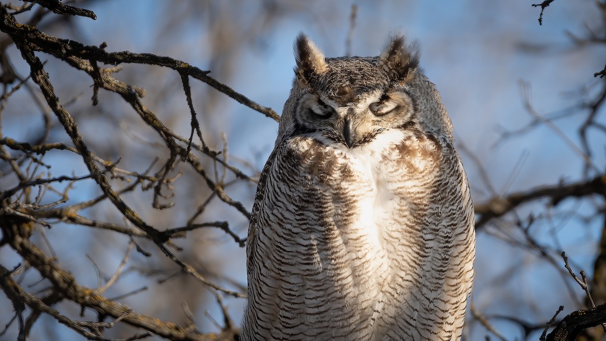 Great Horned Owl - Andrew Standfield