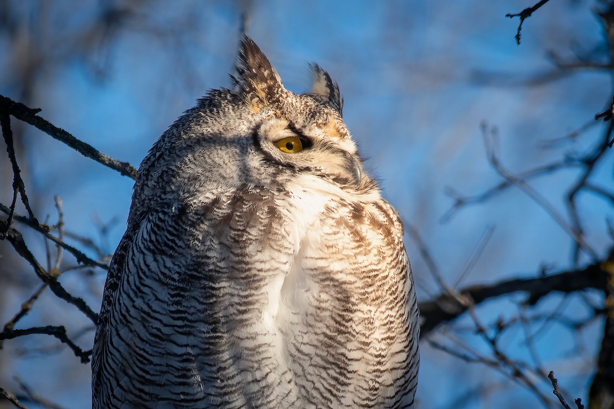 Great Horned Owl - ML426754841