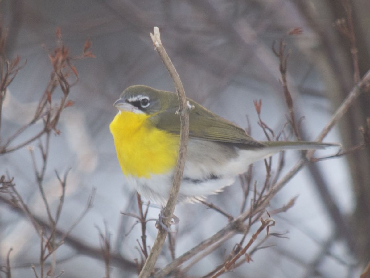 Yellow-breasted Chat - ML42675751