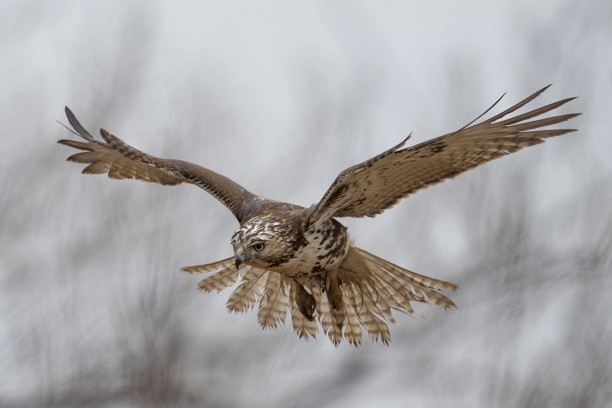 Red-tailed Hawk - ML426761271