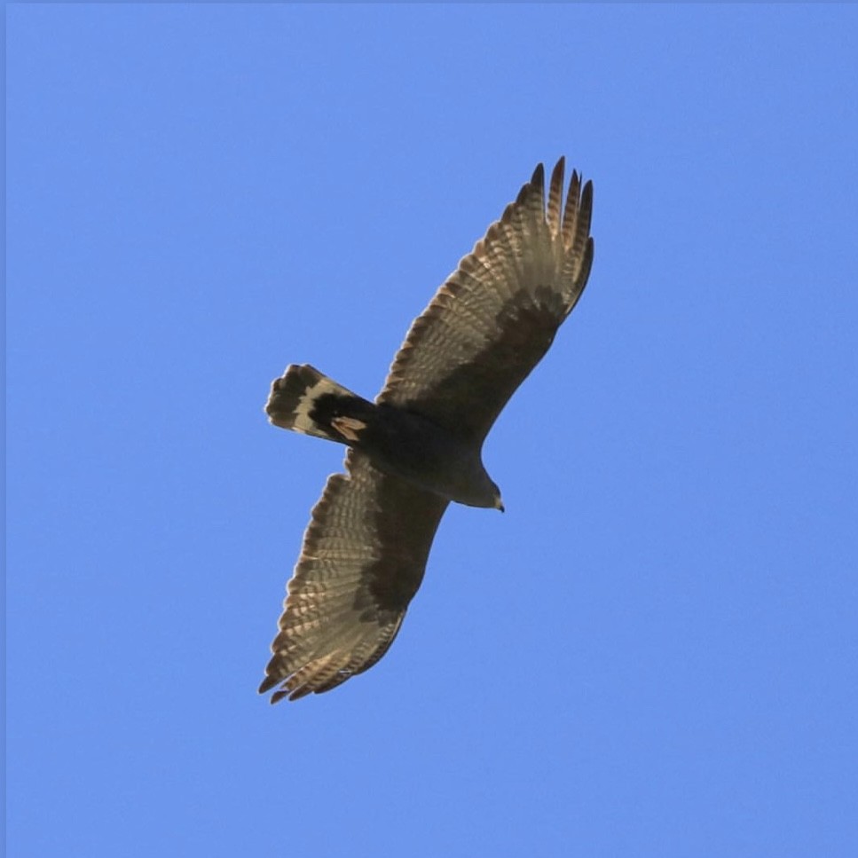 Zone-tailed Hawk - Jennifer Hoffman