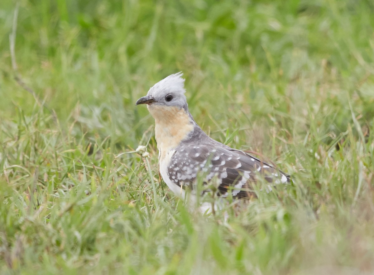 Great Spotted Cuckoo - ML42676311