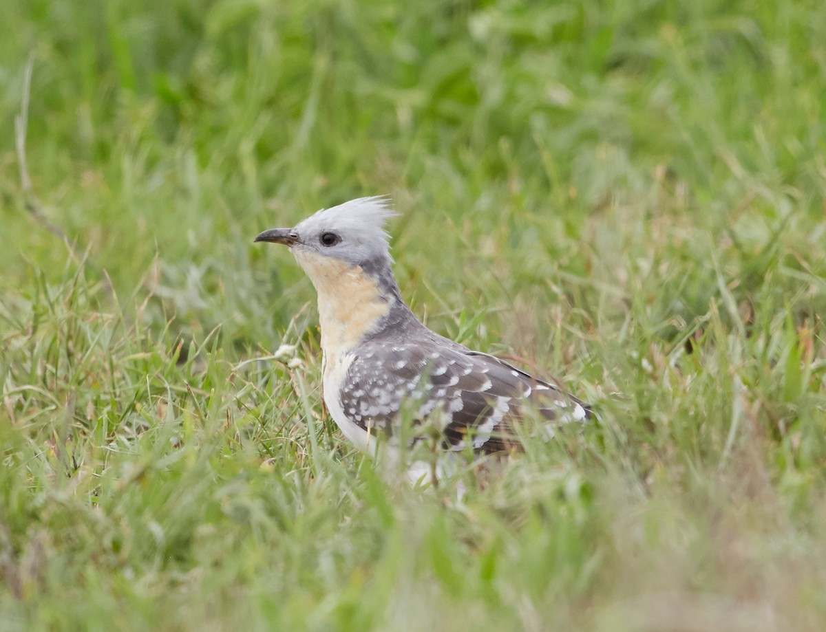Great Spotted Cuckoo - ML42676321