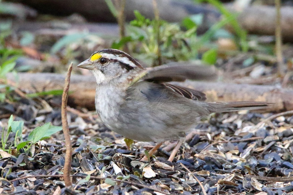 White-throated Sparrow - ML426776931