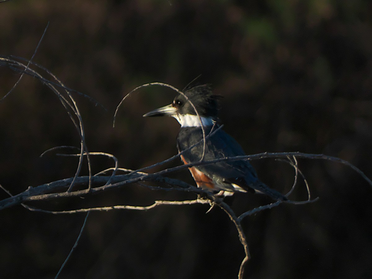 Belted Kingfisher - ML426781781
