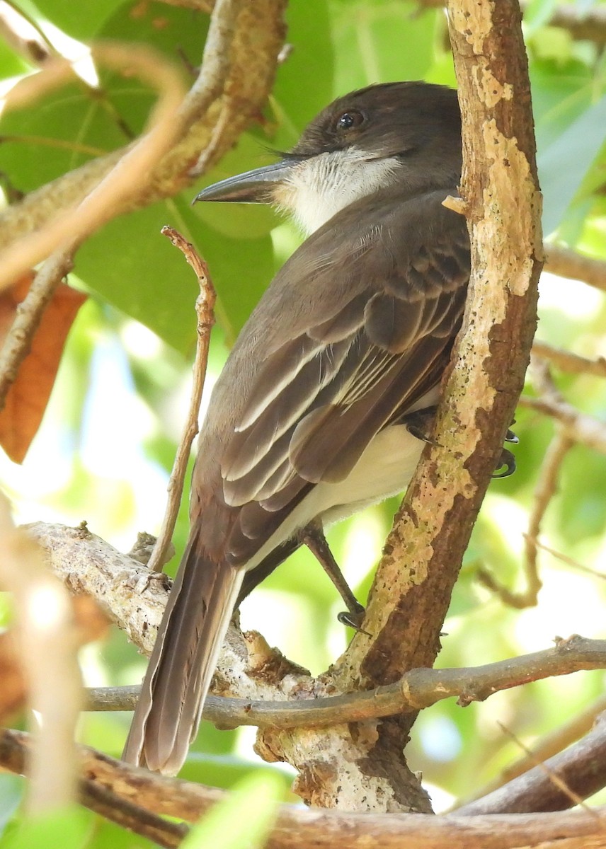 Loggerhead Kingbird (Puerto Rican) - ML426785581