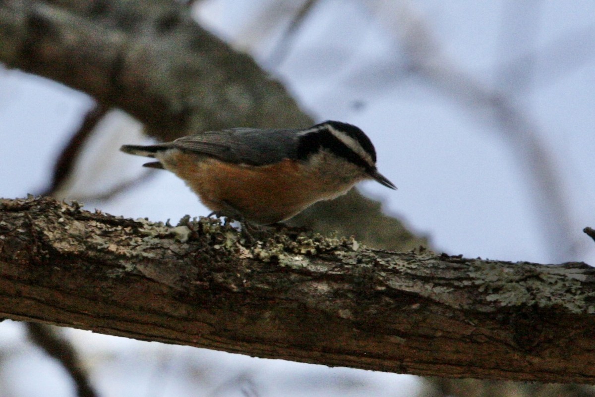 Red-breasted Nuthatch - ML426787161