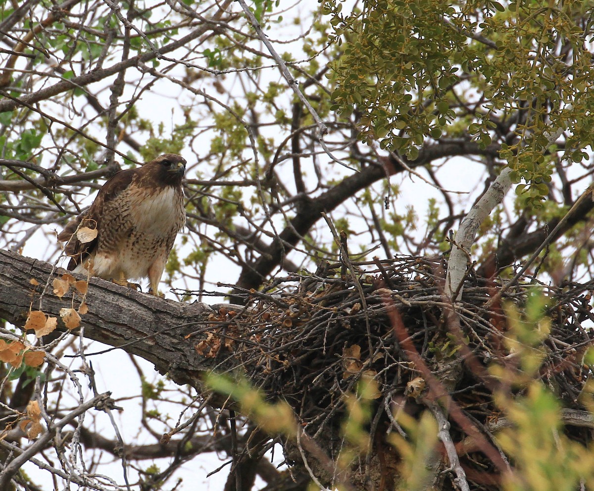 Red-tailed Hawk - ML426787891