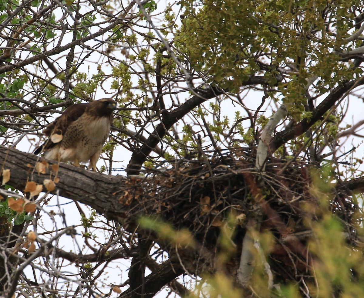 Red-tailed Hawk - ML426787901