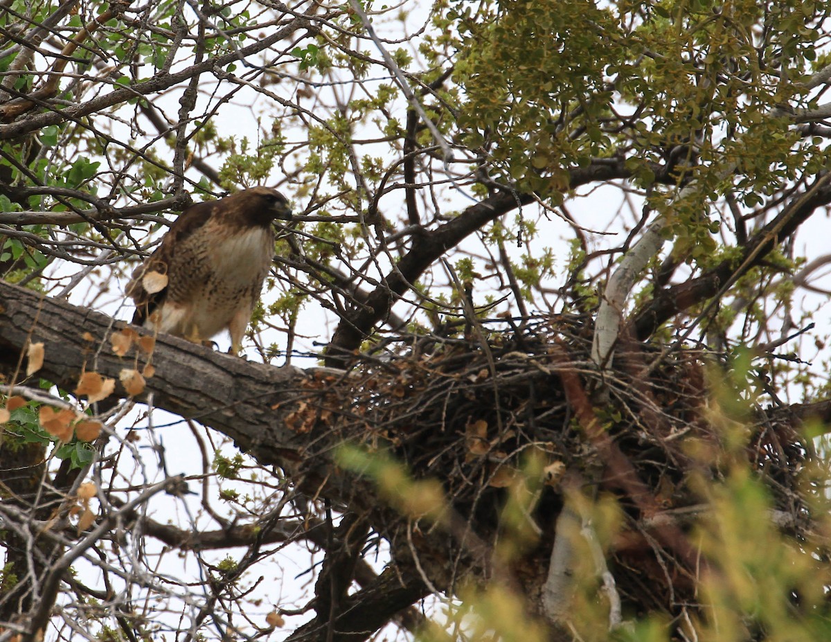 Red-tailed Hawk - ML426787911