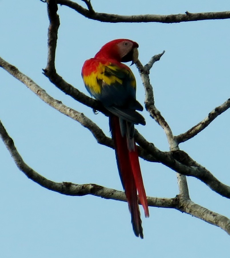 Scarlet Macaw - JoAnn Potter Riggle 🦤