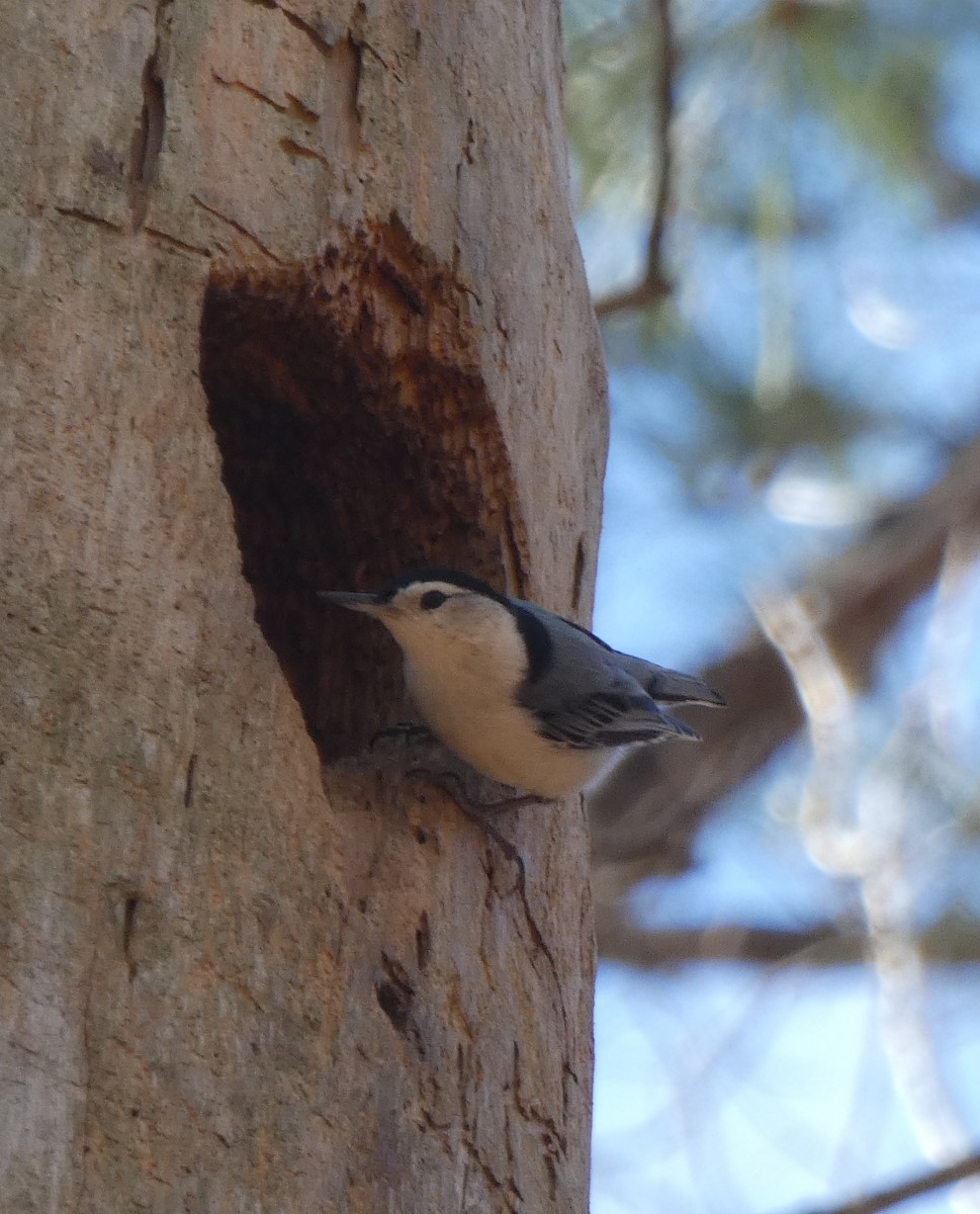 White-breasted Nuthatch - ML426798611