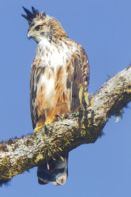 Formative Black-and-chestnut Eagle, possibly undergoing Second Prebasic Molt - Black-and-chestnut Eagle - 