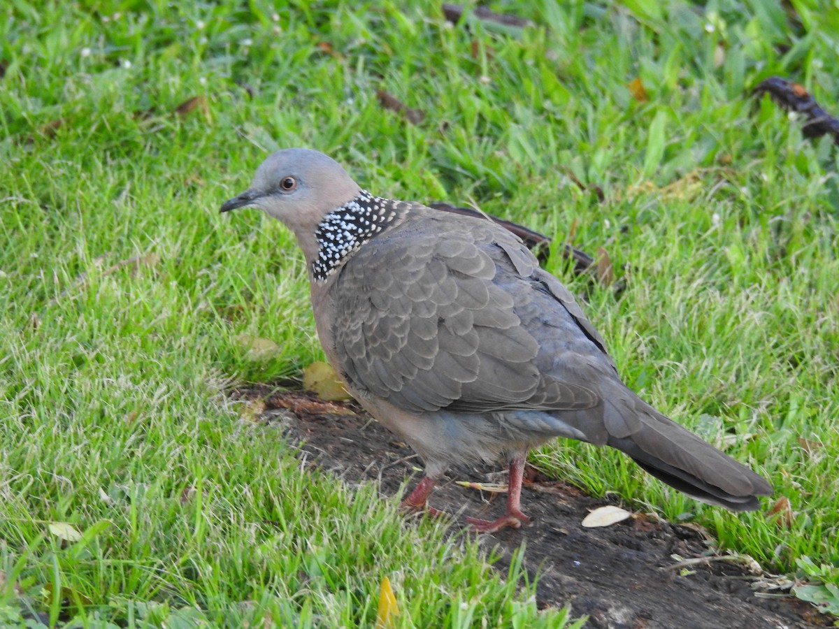 Spotted Dove - ML426816821
