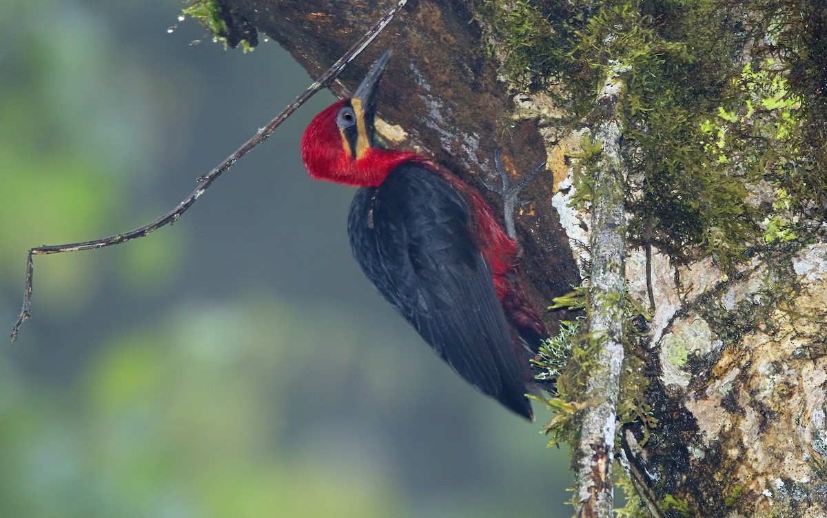 Crimson-bellied Woodpecker - Mark Chappell