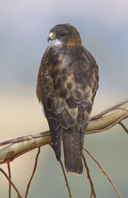Adult dorsal view showing head detail. - White-throated Hawk - 