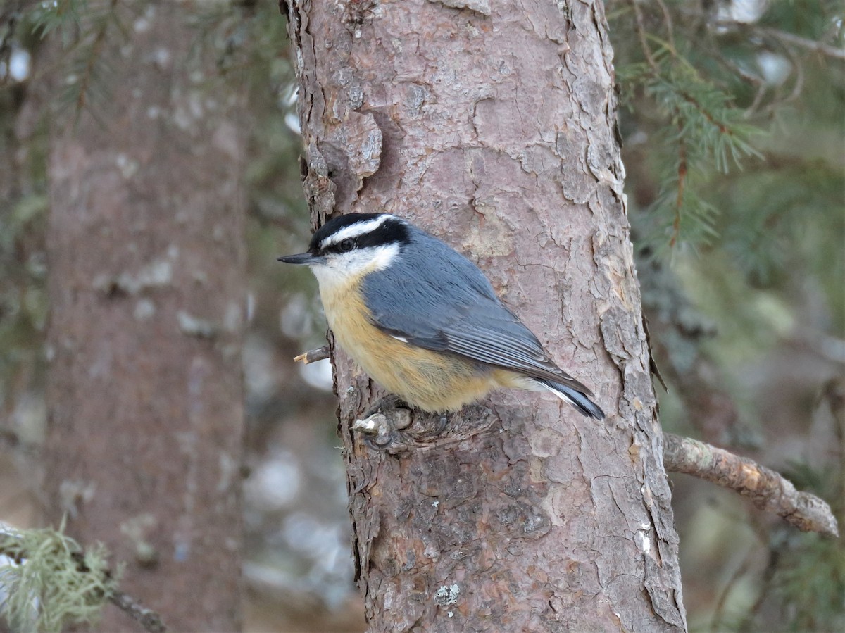 Red-breasted Nuthatch - ML426824221