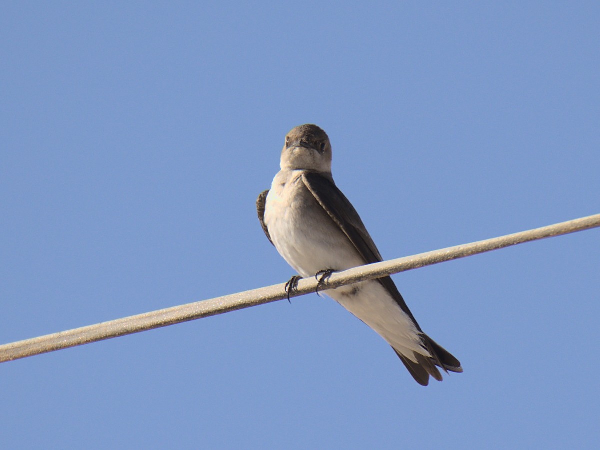 Northern Rough-winged Swallow - ML426826821
