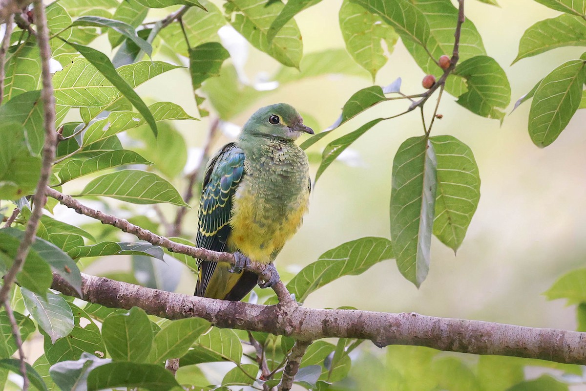 Rose-crowned Fruit-Dove - ML426826861