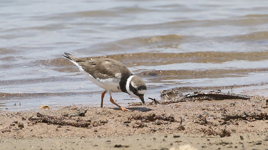 Common Ringed Plover - ML426834581