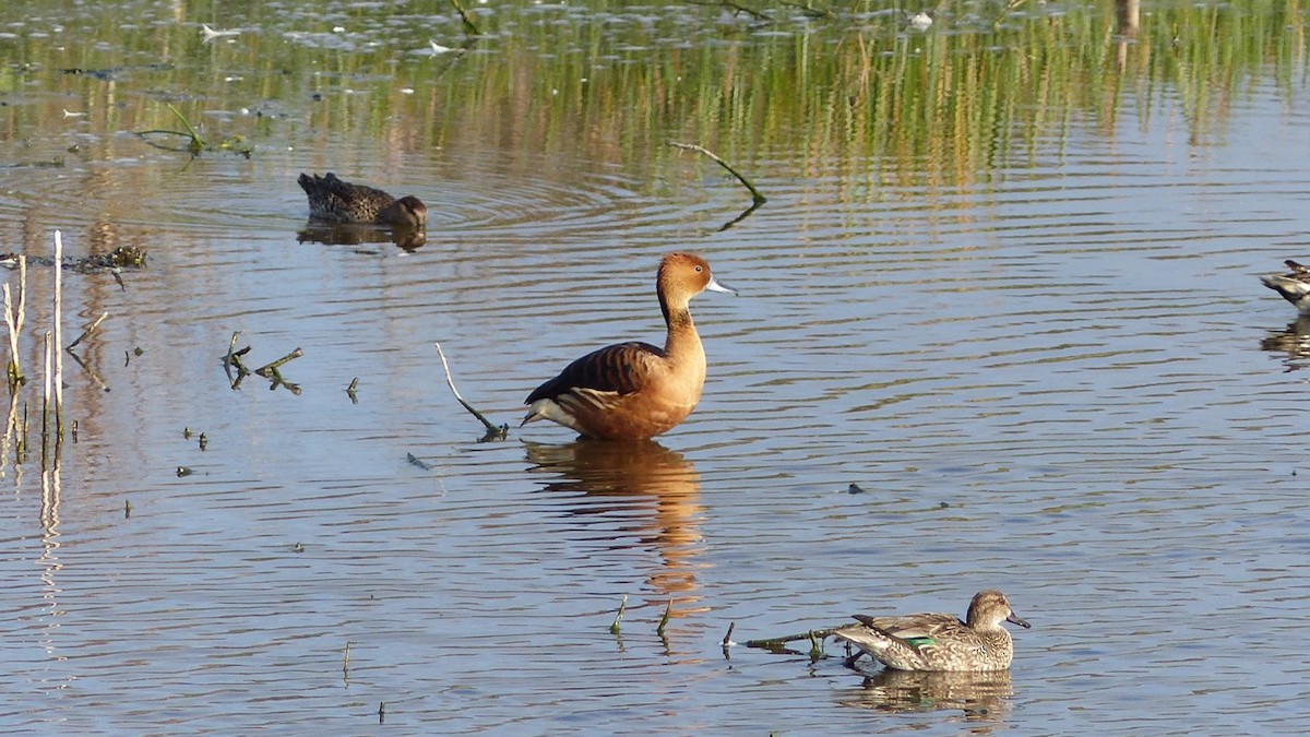 Fulvous Whistling-Duck - Cindy Olson