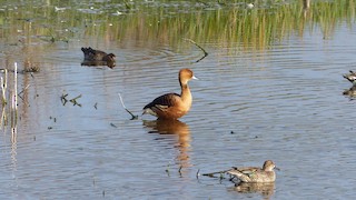 Fulvous Whistling-Duck, ML42683611
