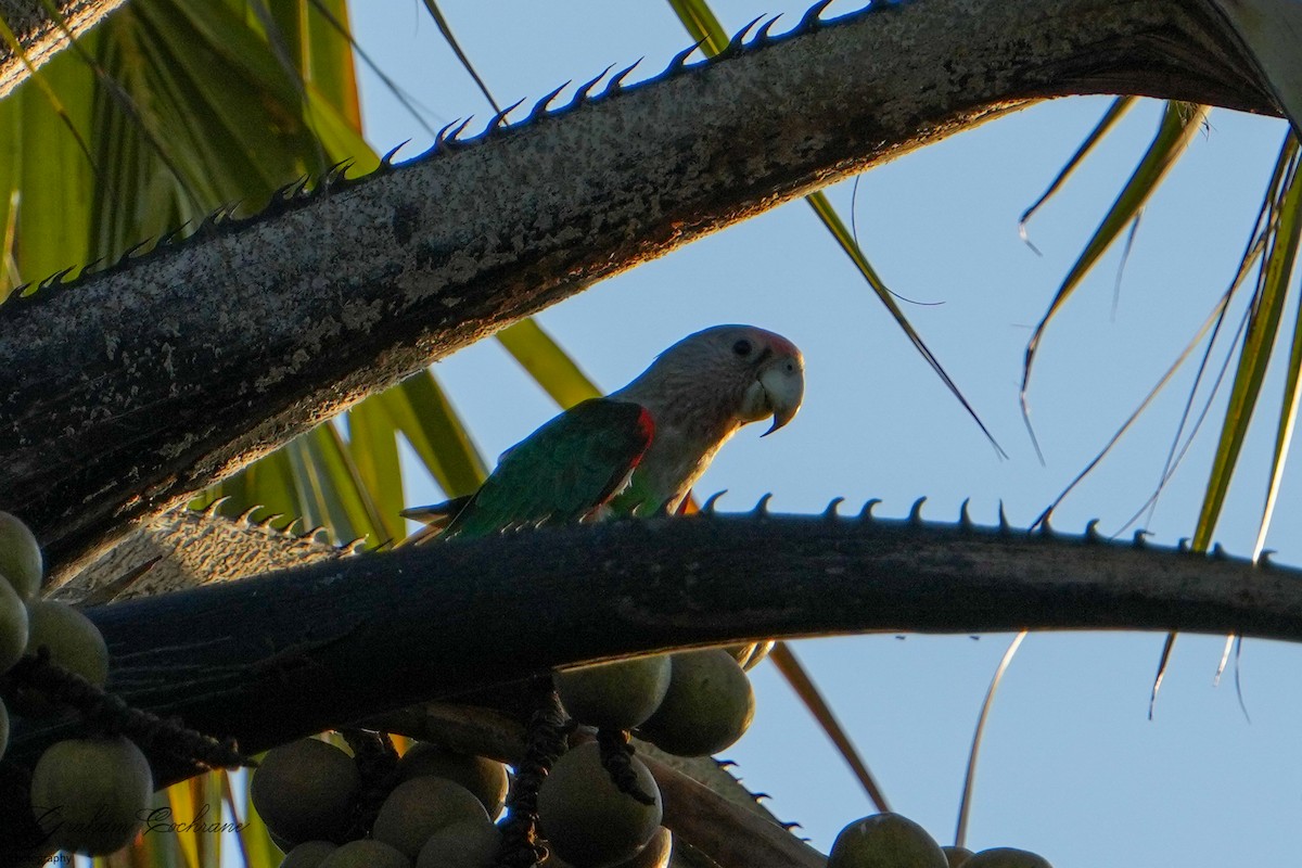 Brown-necked Parrot - ML426837001