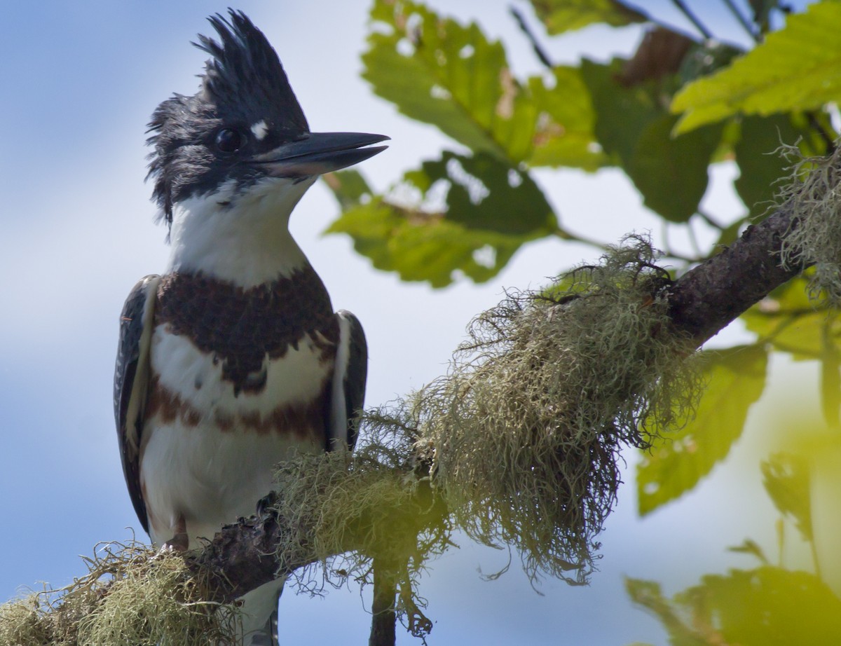 Belted Kingfisher - ML426837351