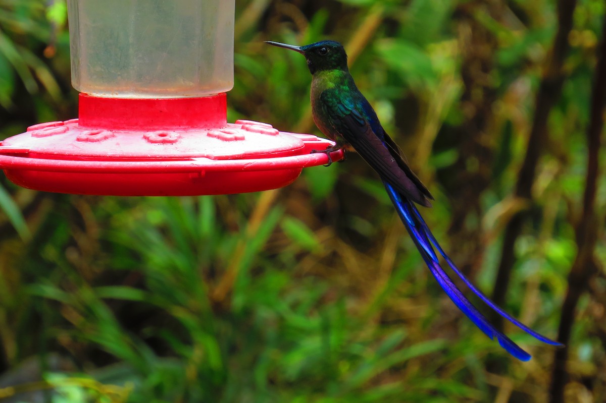 Violet-tailed Sylph - ML42683771
