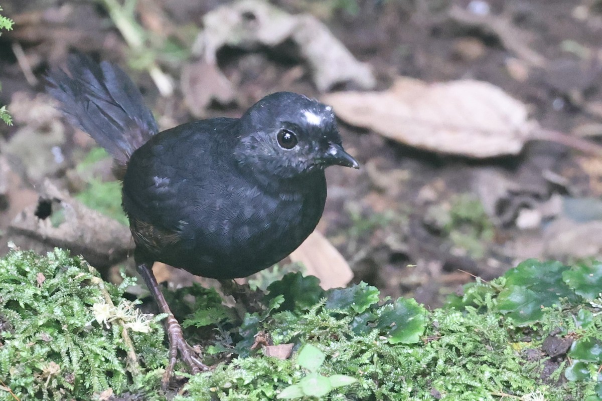 White-crowned Tapaculo - ML426837941