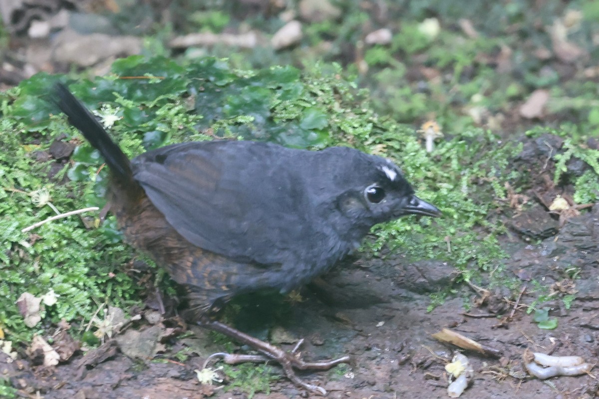 White-crowned Tapaculo - ML426837951