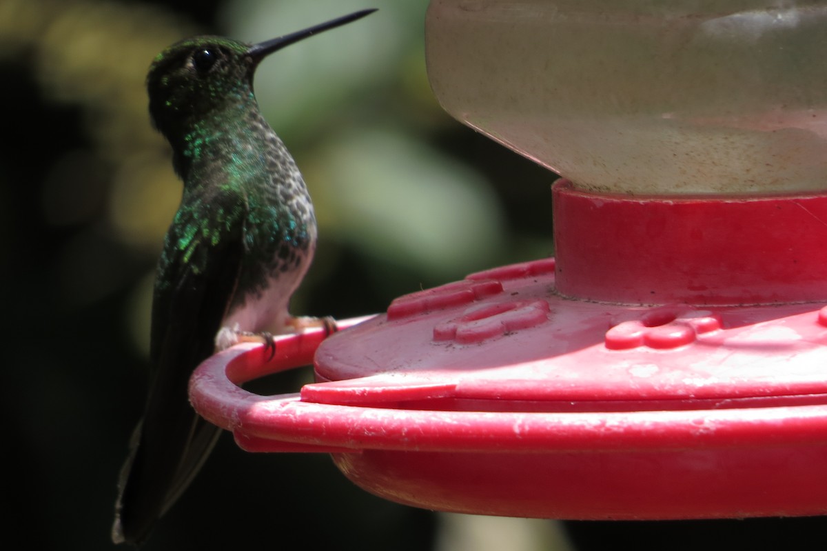 kolibřík zelenkavý - ML42683821