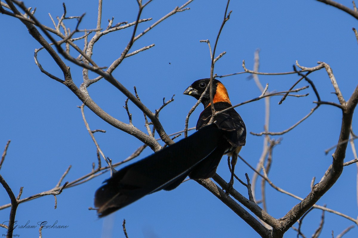 Broad-tailed Paradise-Whydah - ML426838921