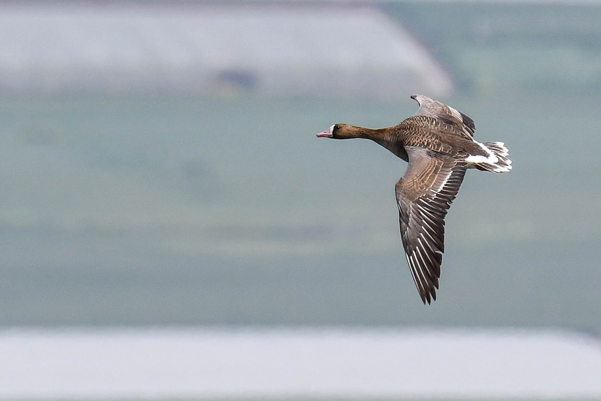 Greater White-fronted Goose - Itamar Donitza