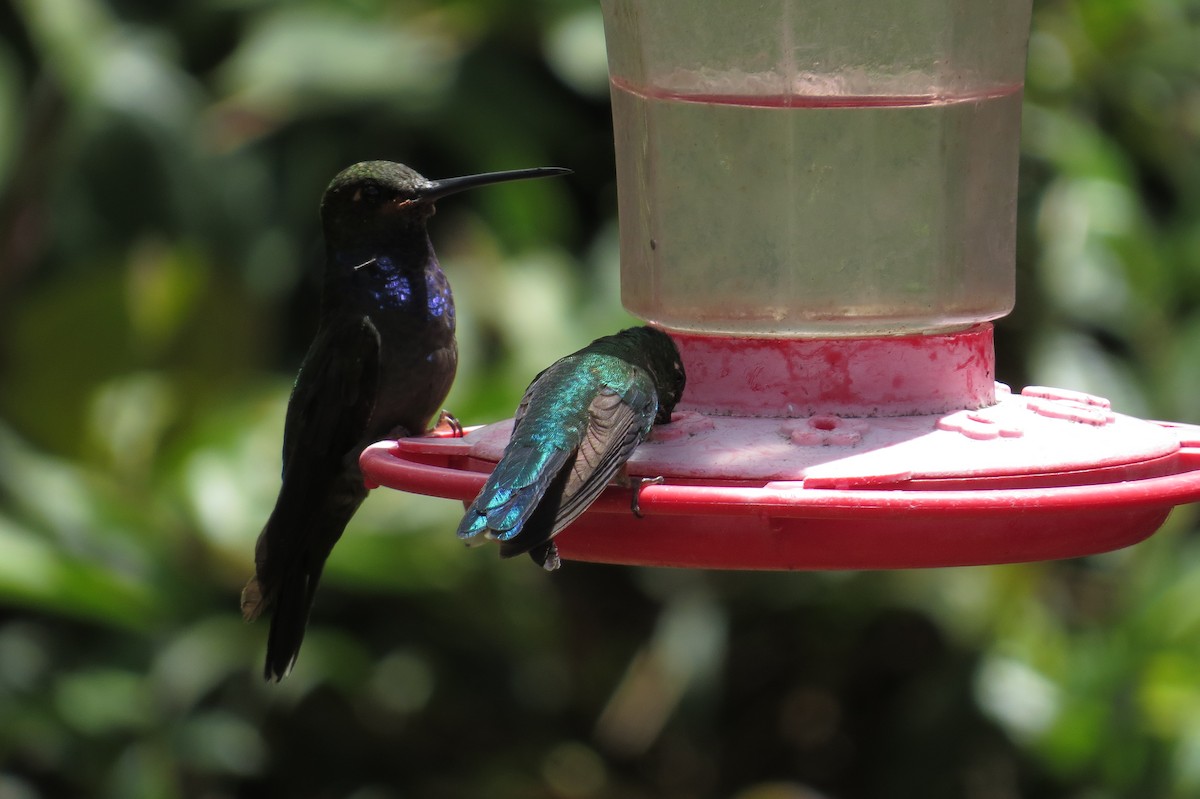 kolibřík irisový - ML42684111