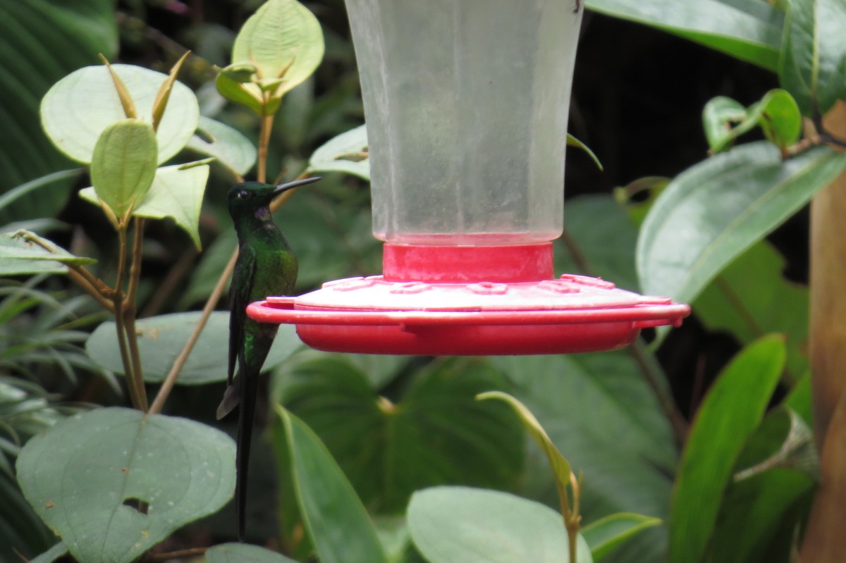 kolibřík císařský - ML42684191