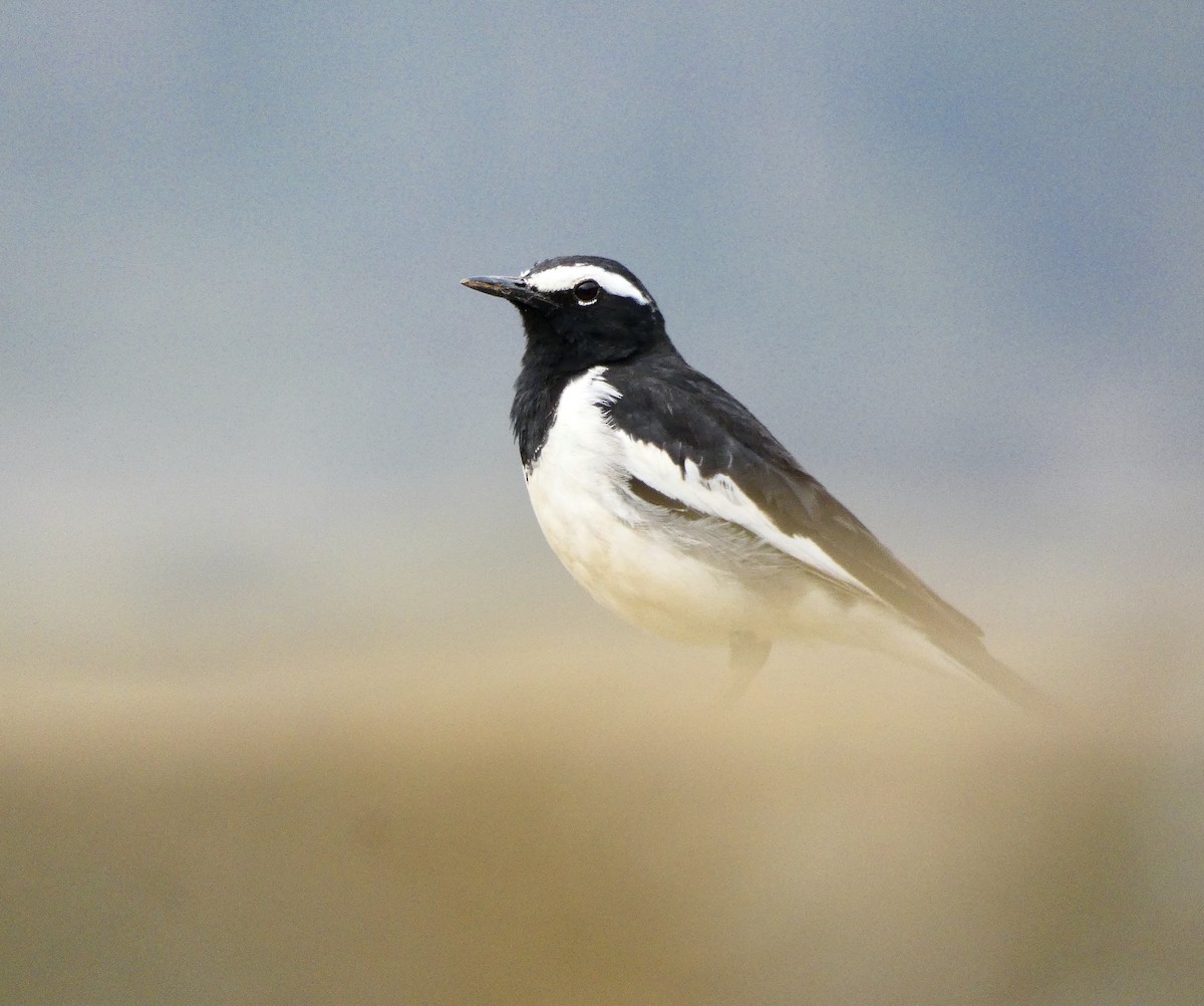 White-browed Wagtail - Nathanael Poffley