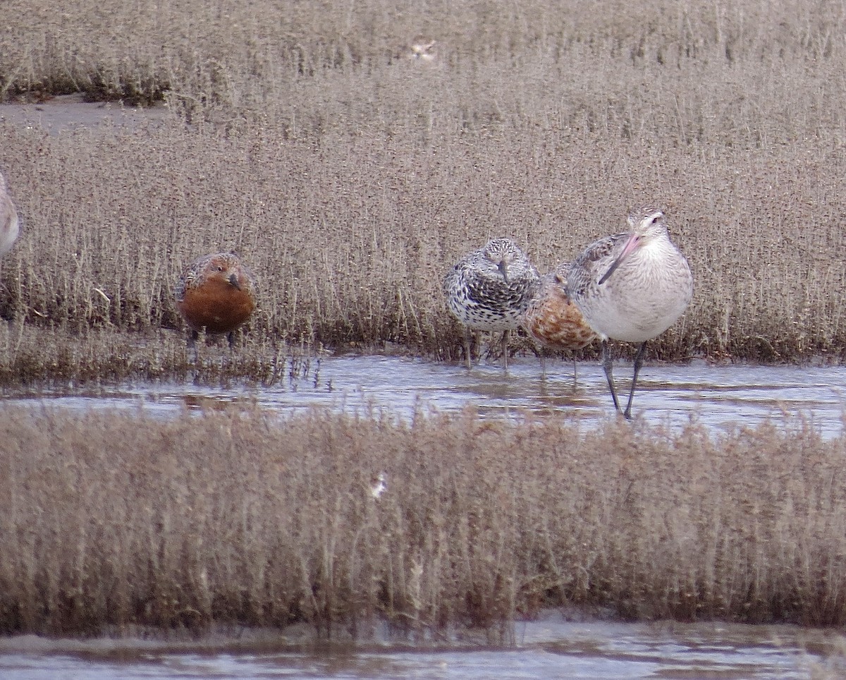Great Knot - ML426847101