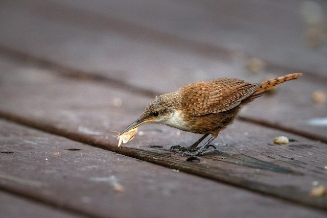 Lepidoptera are regular prey for the Canyon Wren. - Canyon Wren - 
