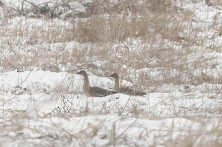 Taiga Bean-Goose, ML426853361
