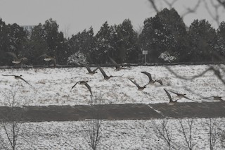 Greater White-fronted Goose, ML426853371