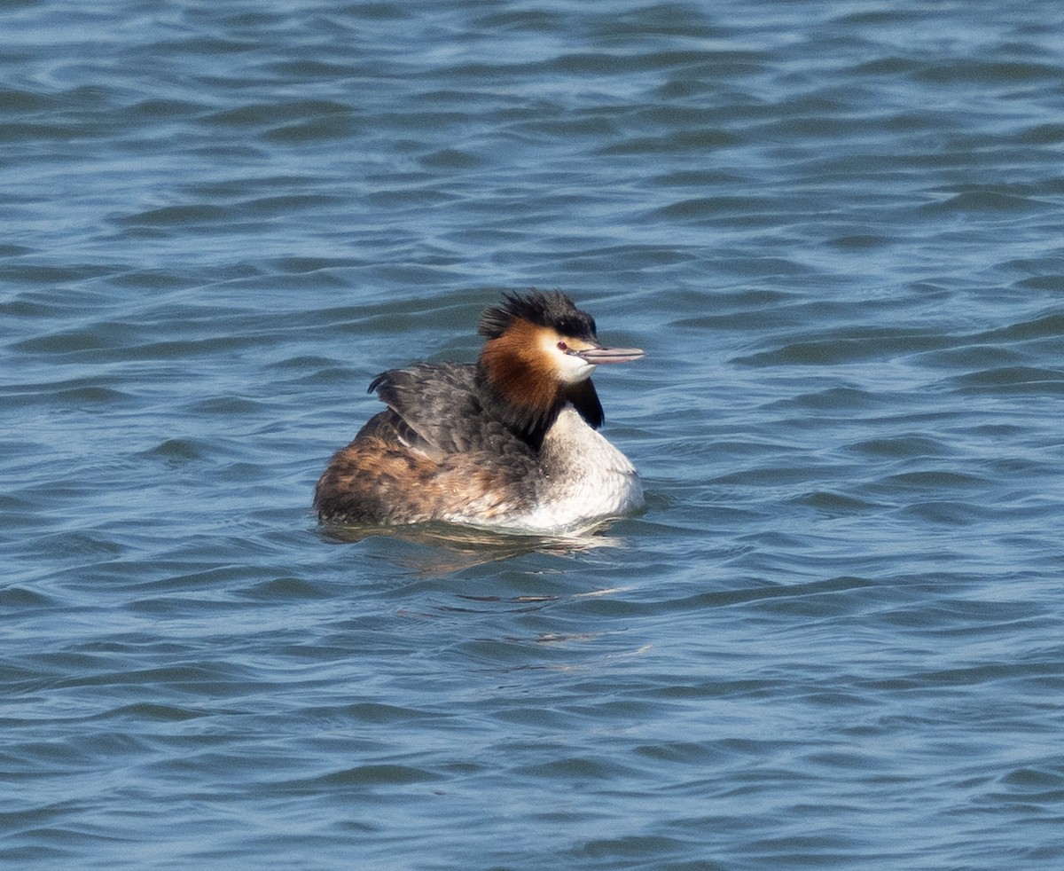 Great Crested Grebe - ML426855081