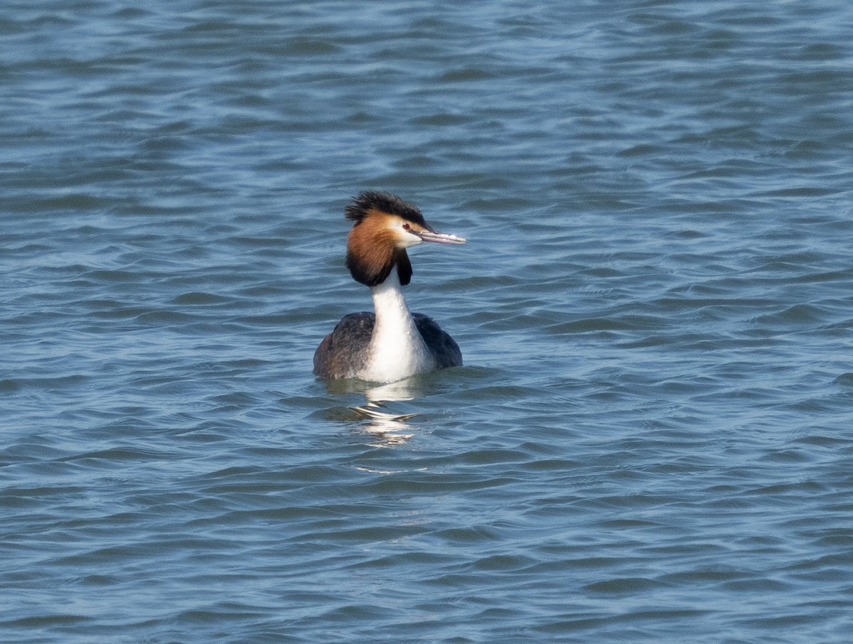 Great Crested Grebe - ML426855091