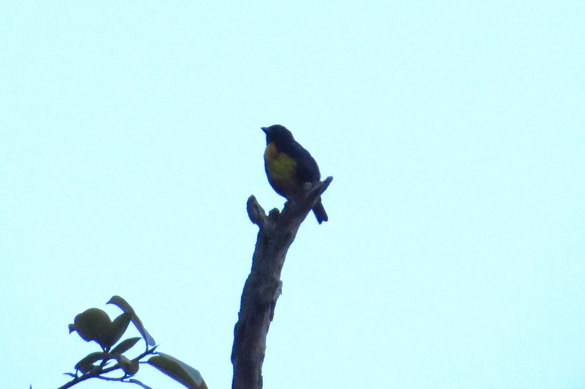 Black-and-gold Tanager - ML42686001